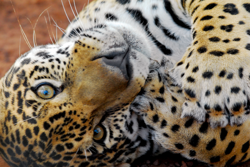 fauna1