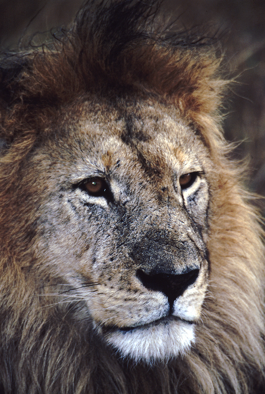 fauna2