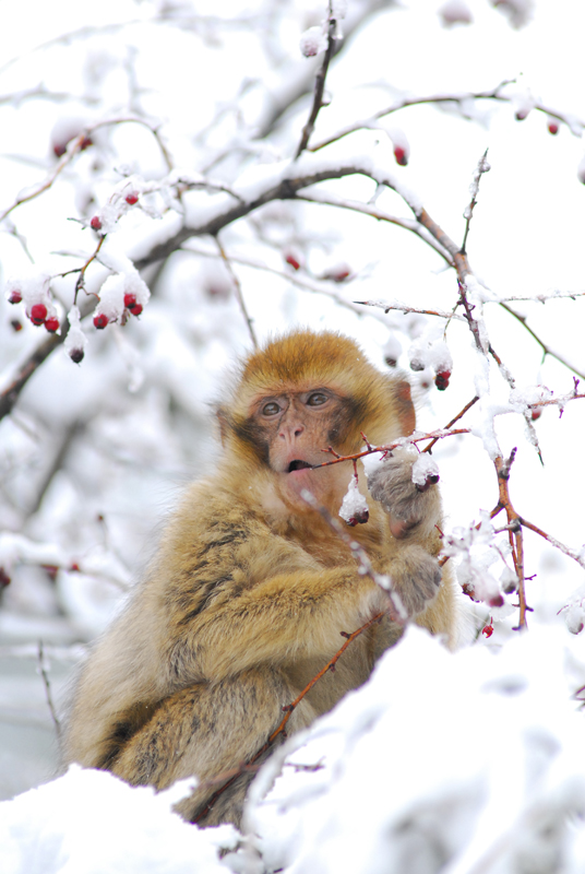 fauna3