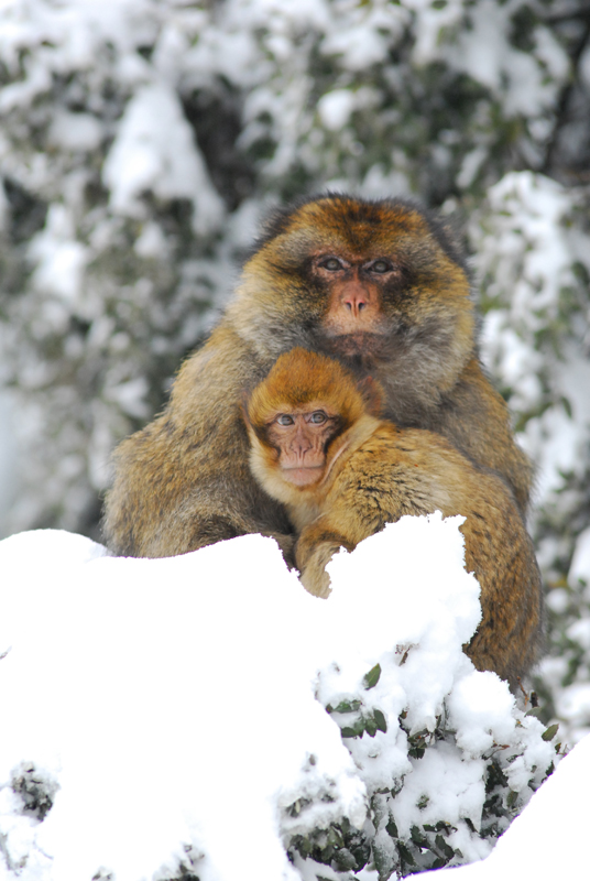fauna6