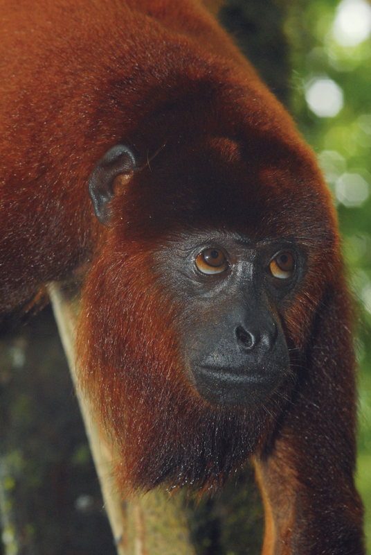 fauna7