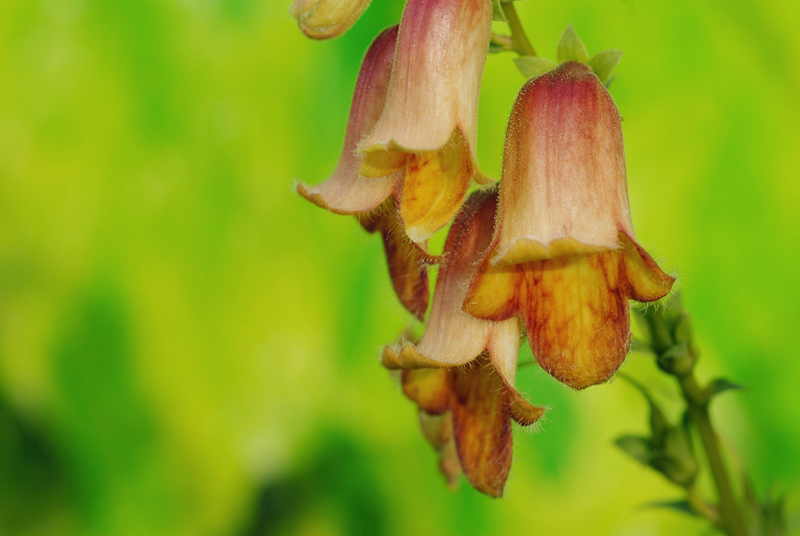 flora1