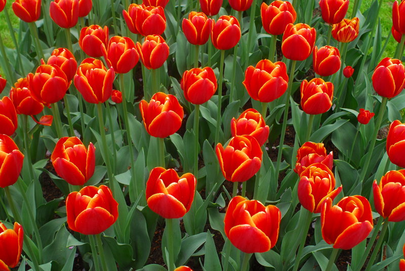 flora4