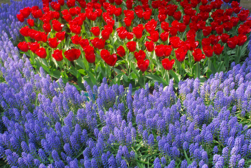 flora7