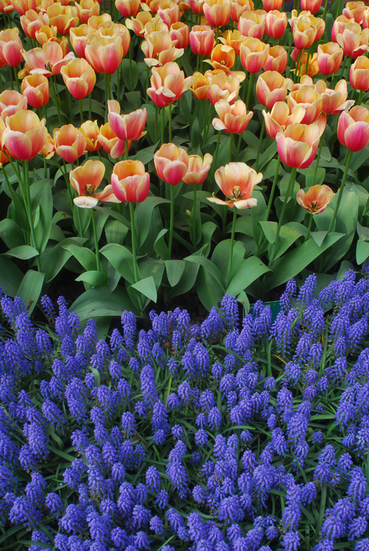 flora8