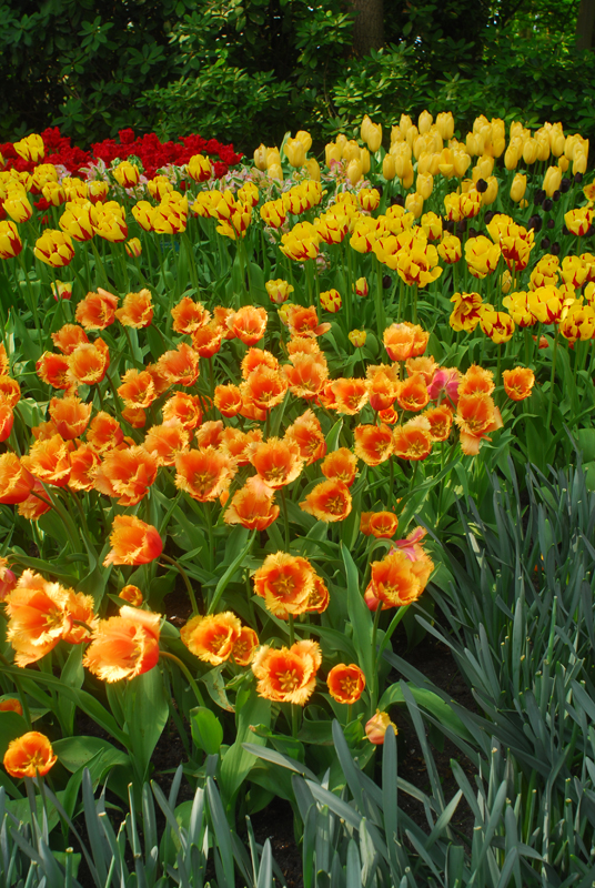 flora9