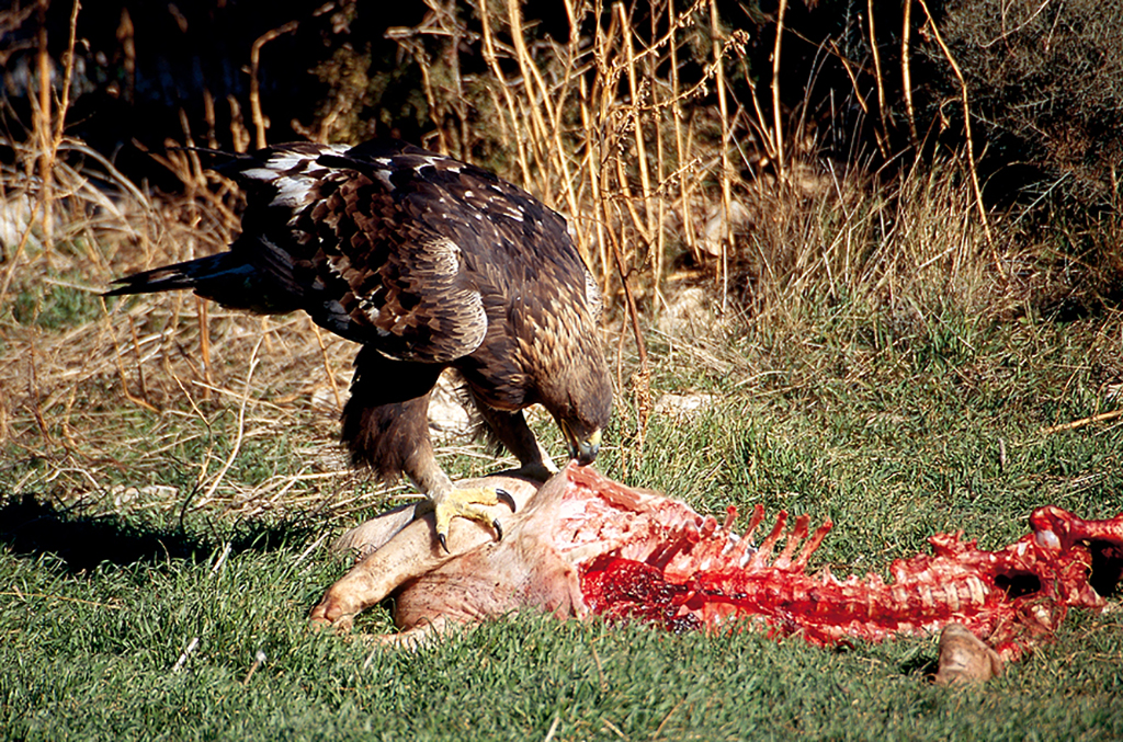 Aquila chrysaetos