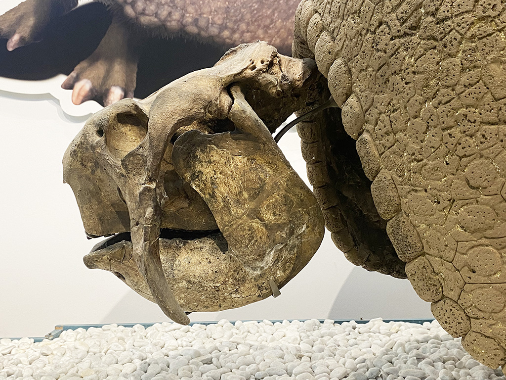 Gliptodonte