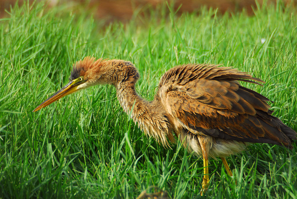 garza IMP