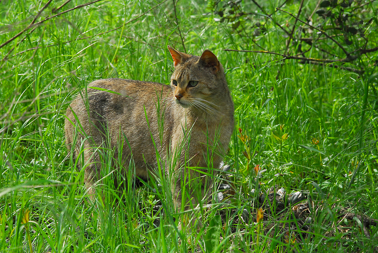 gato montés