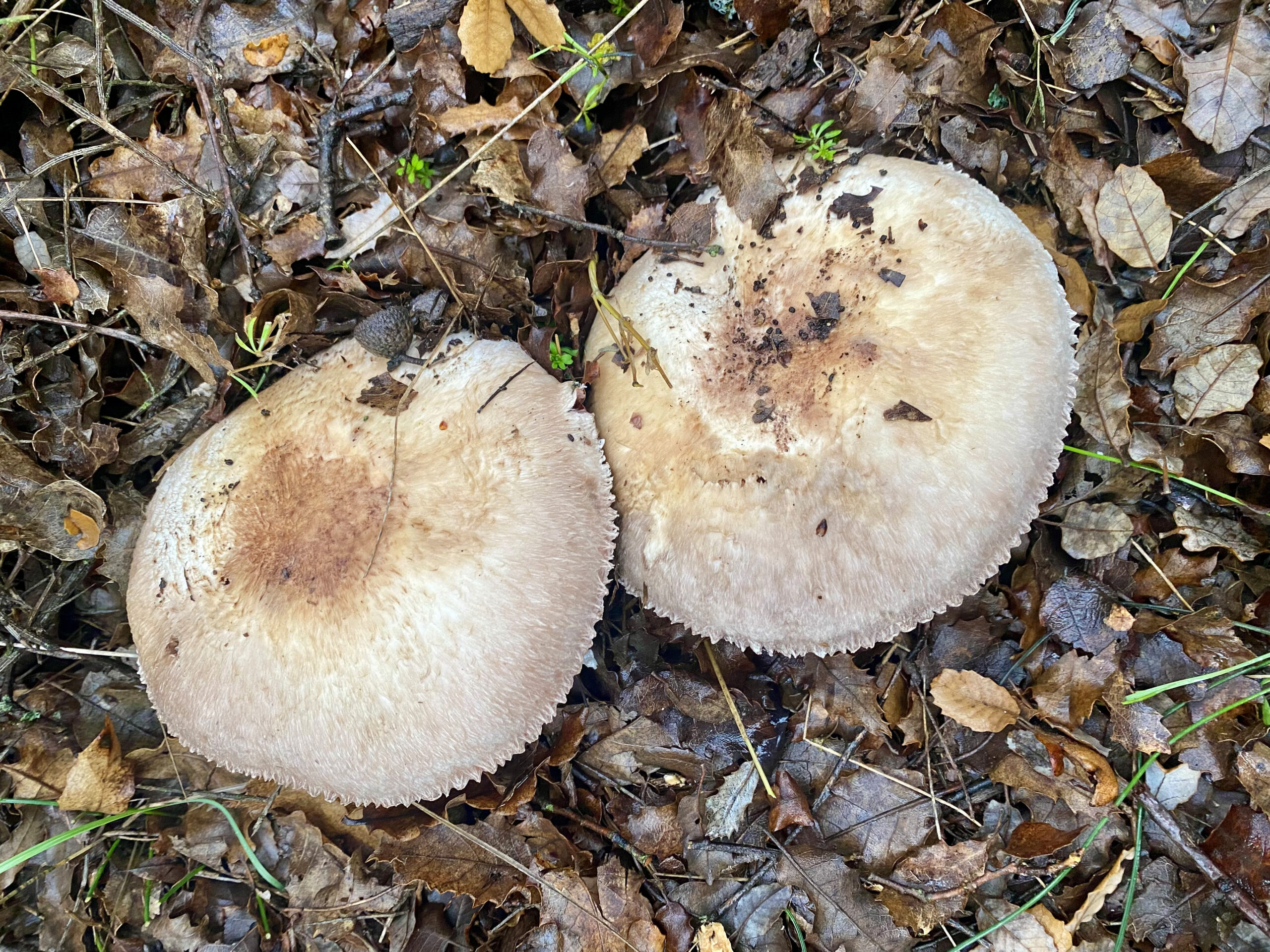 Agaricus augustusB