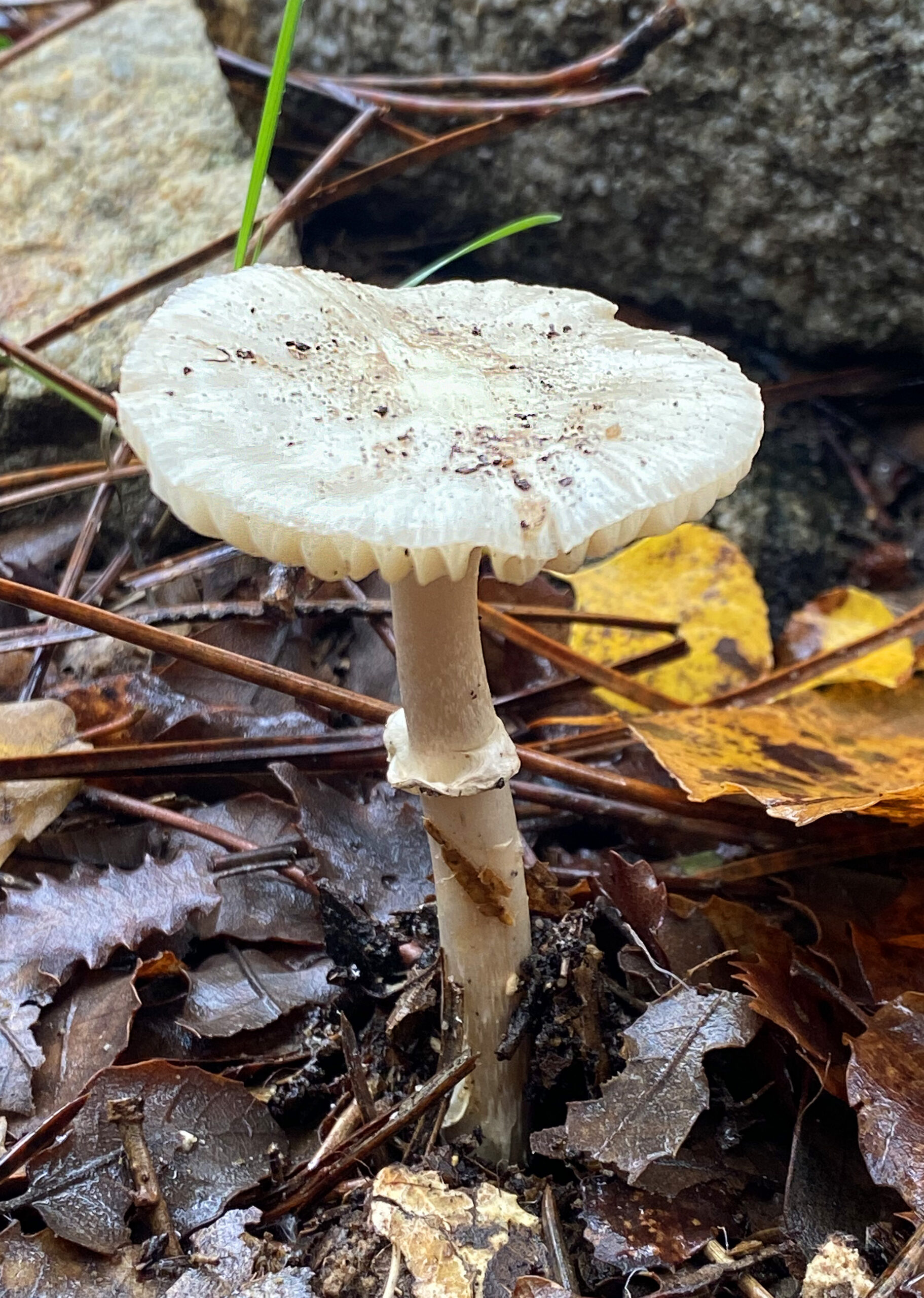 Amanita citrinaB