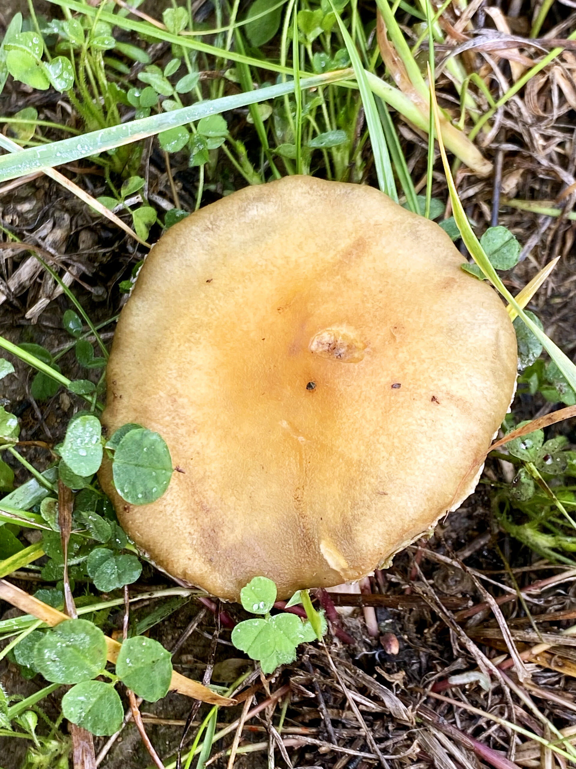 Cortinarius caperatus1B