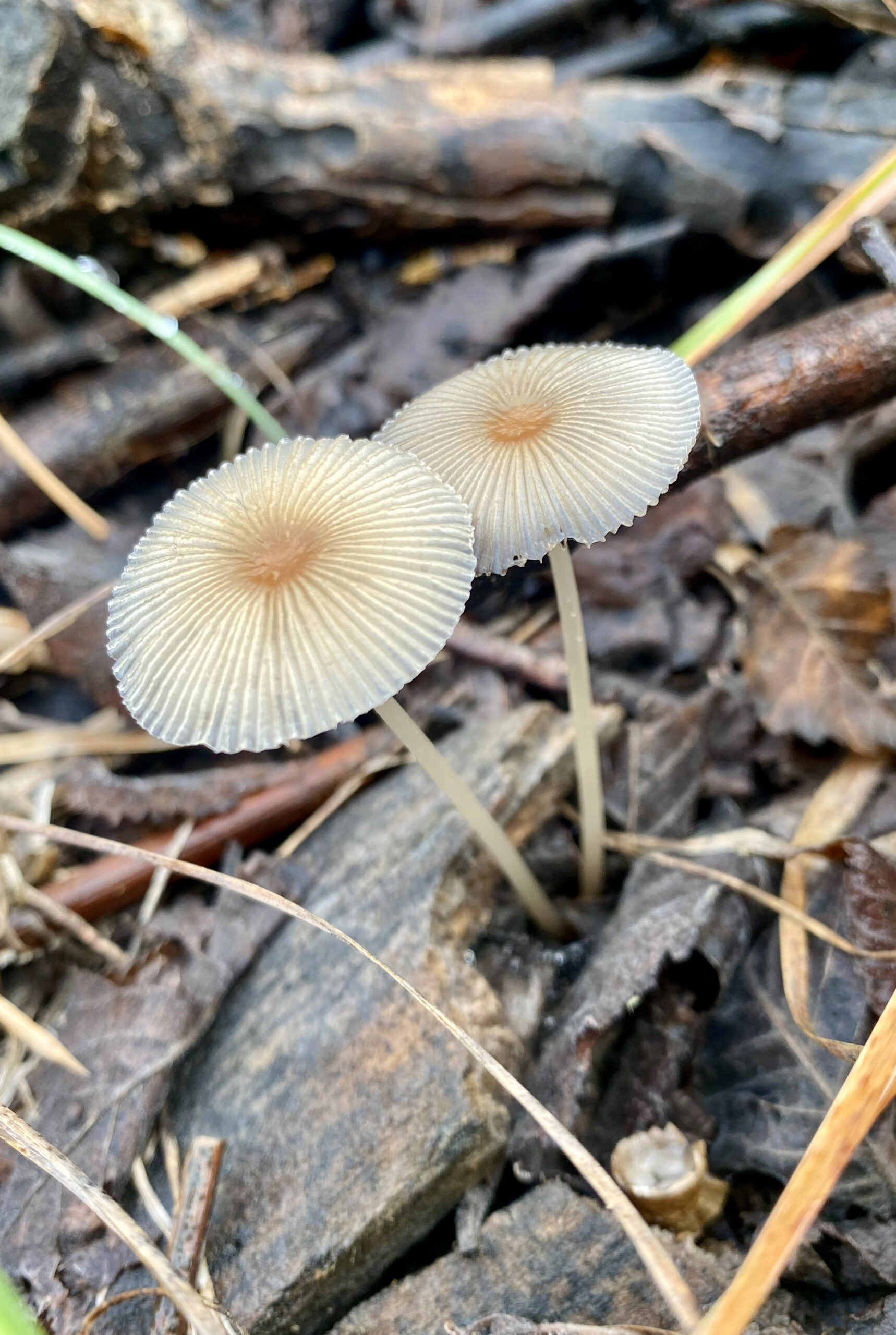 Parasola auricoma
