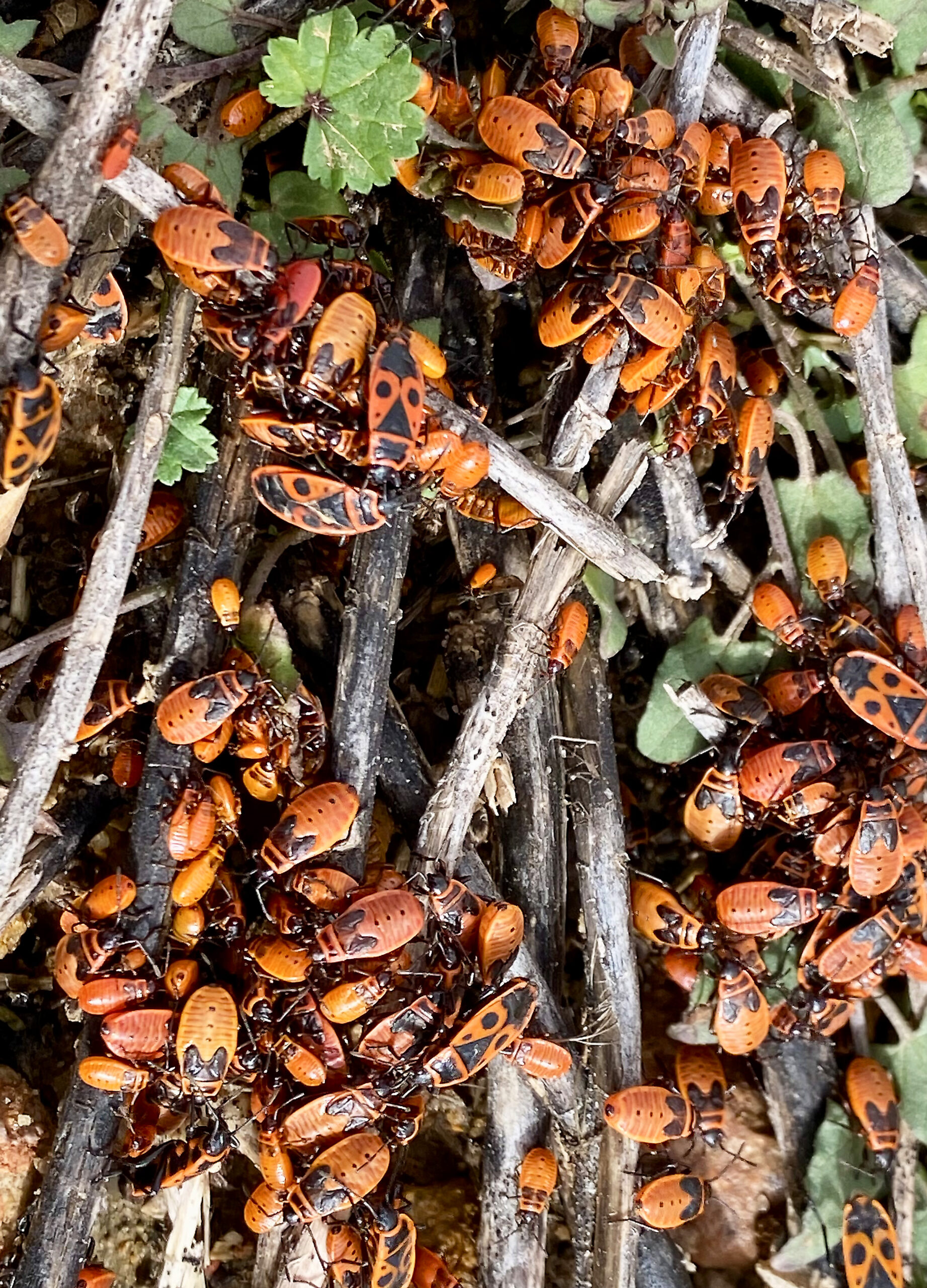 Pyrrhocoris apterus