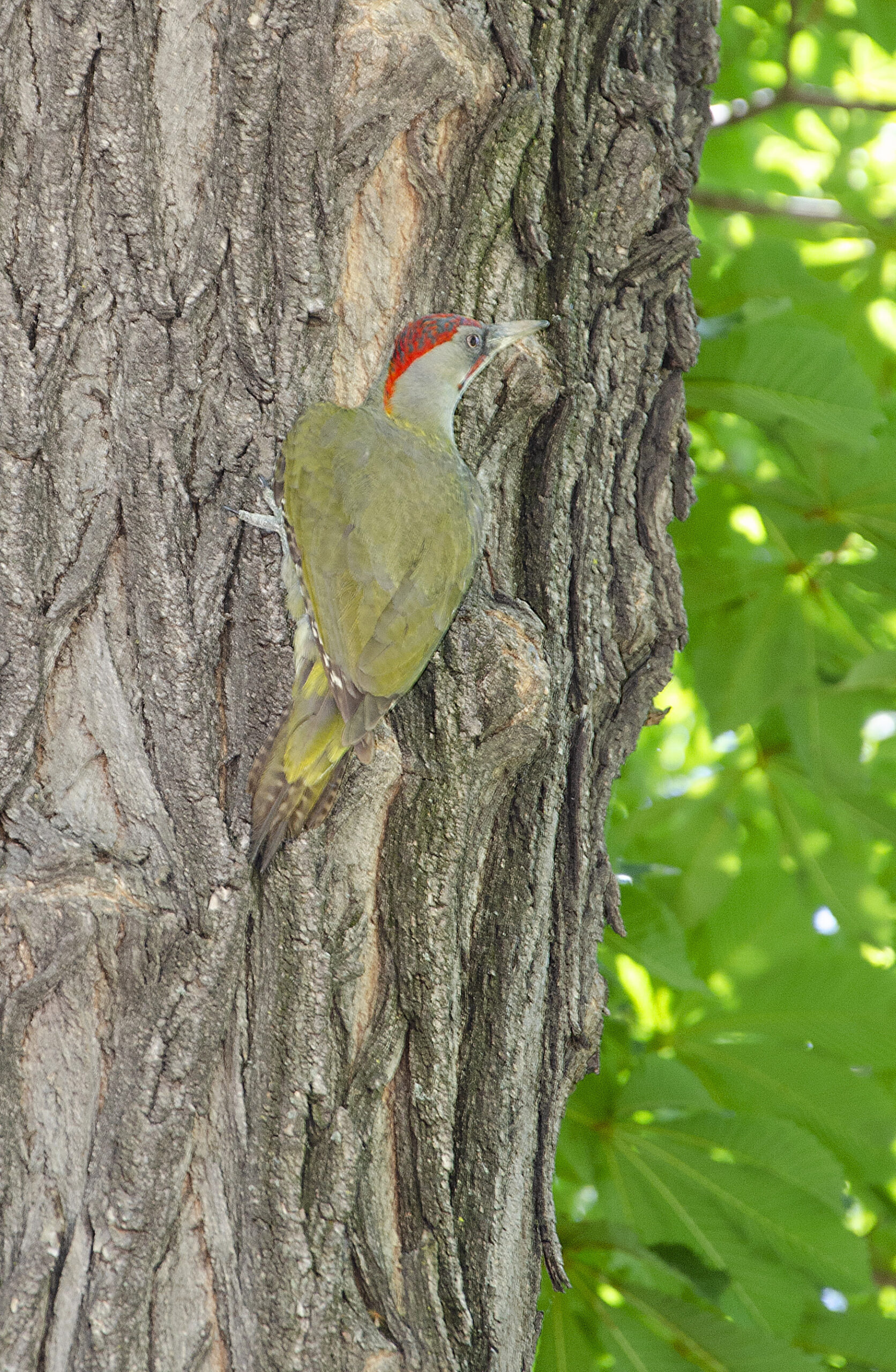 Picus viridis