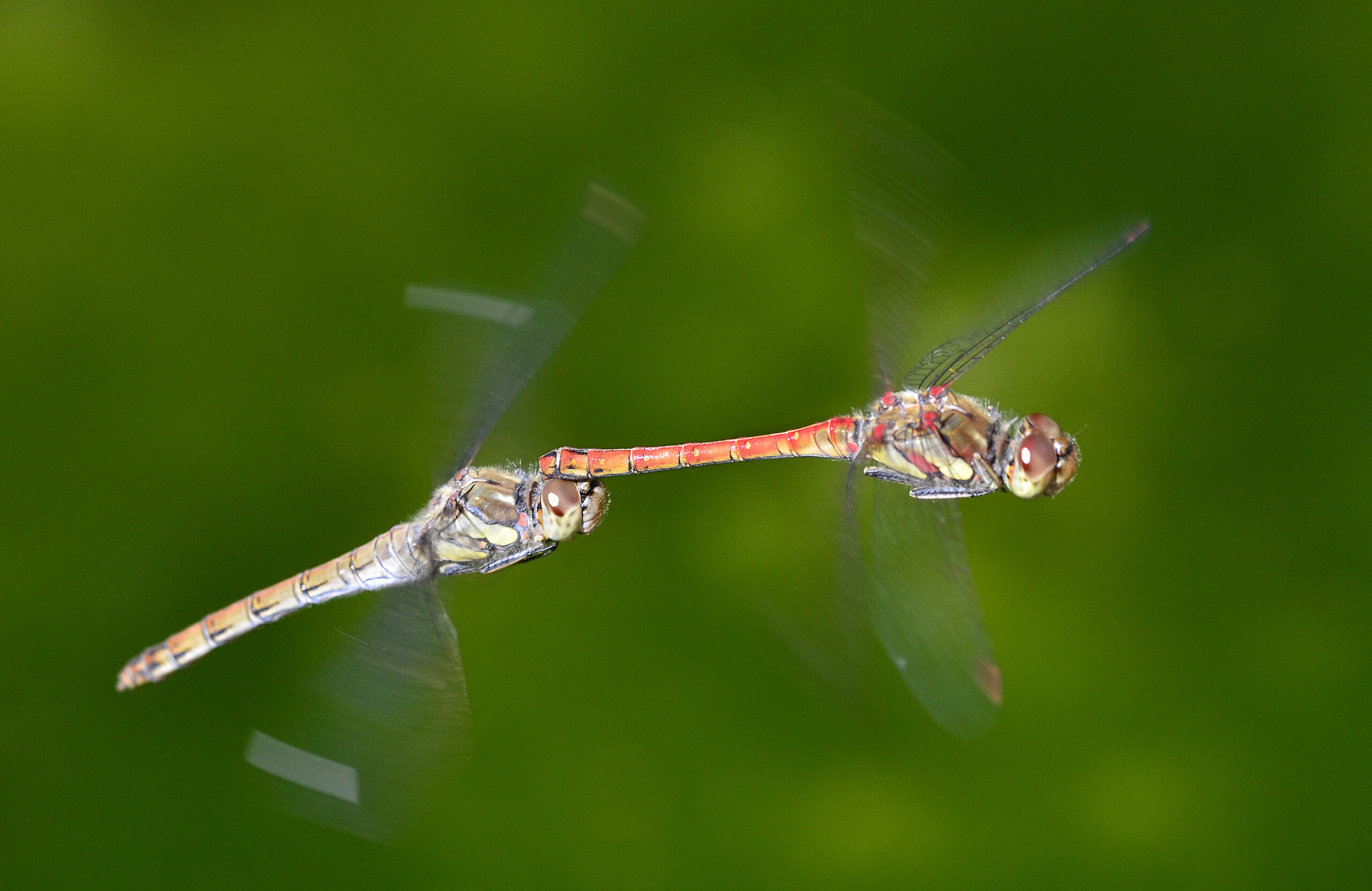 Sympetrum striolatum 3