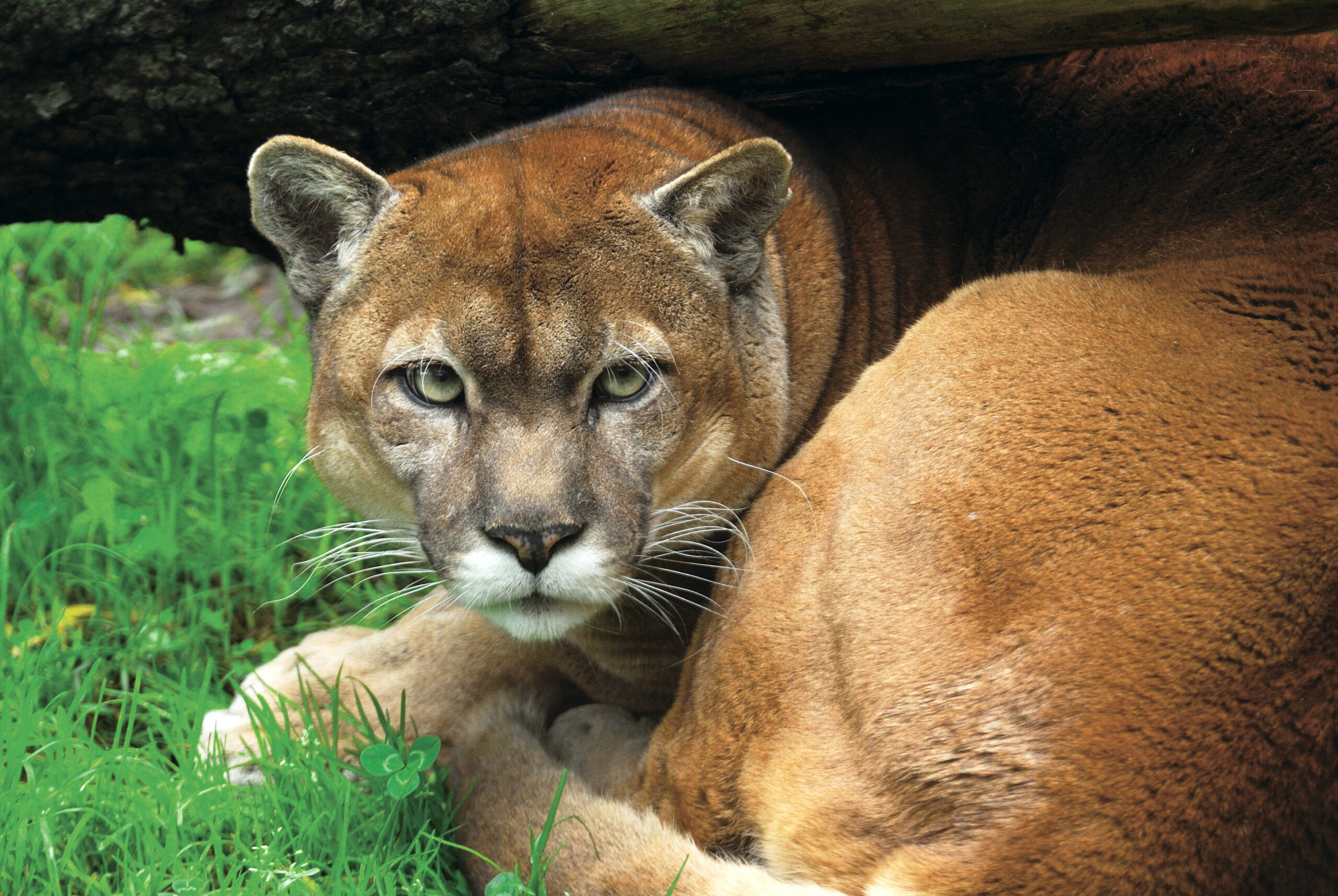 Puma concolor