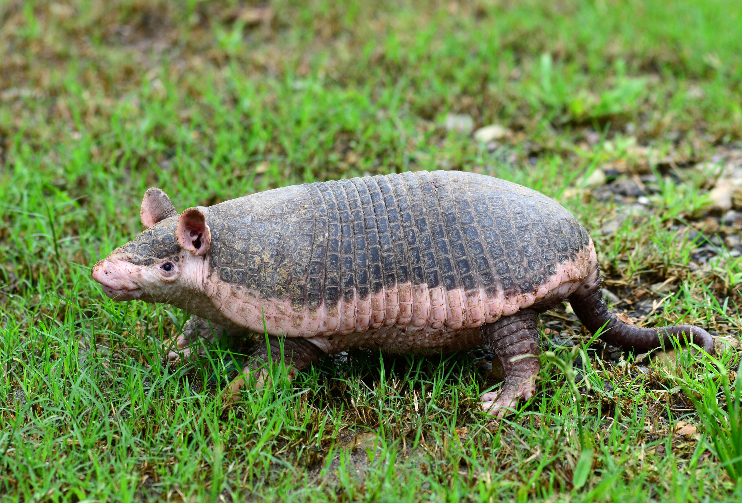 Coletrapo amazónico