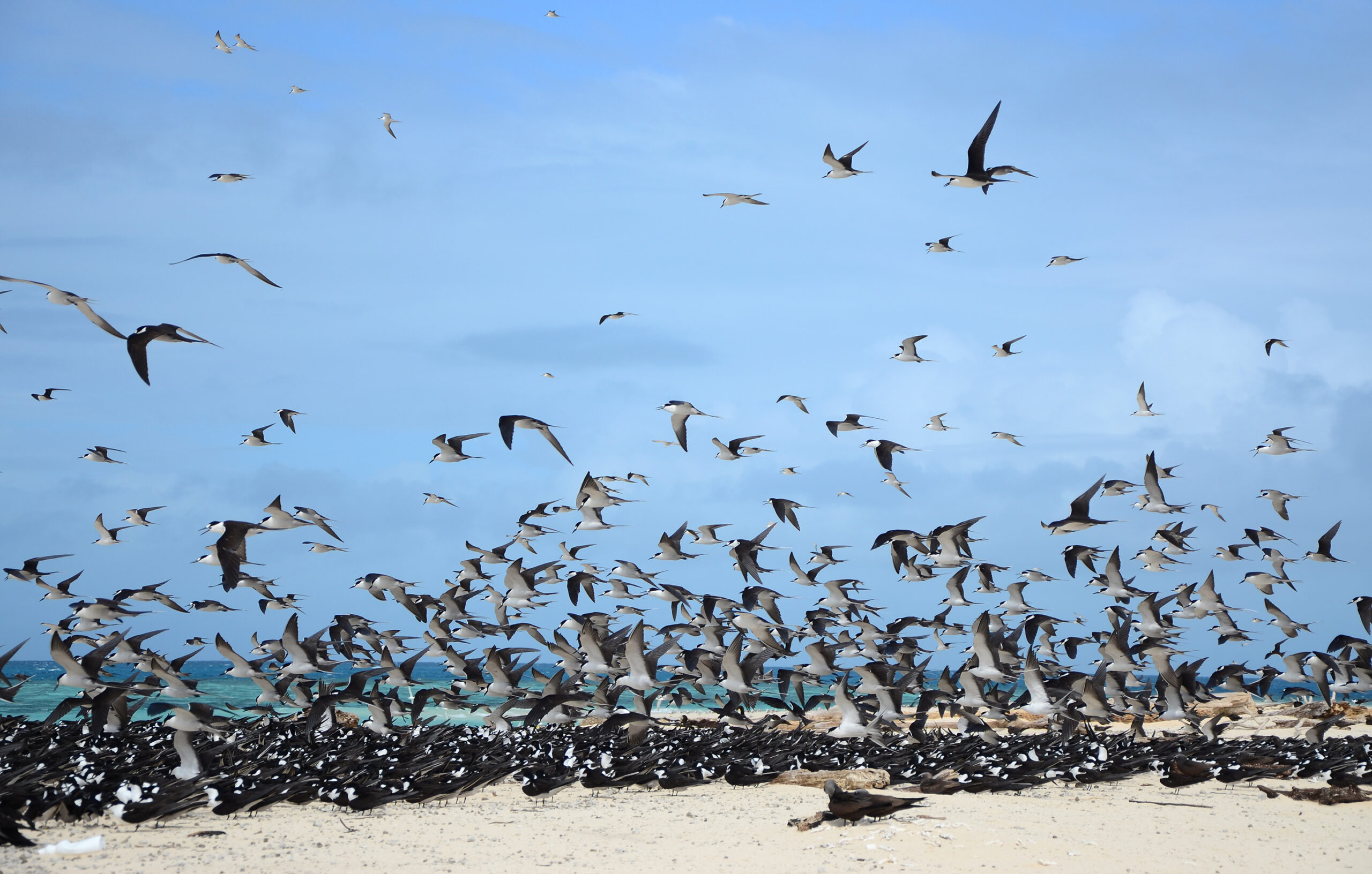 Onychoprion fuscatus